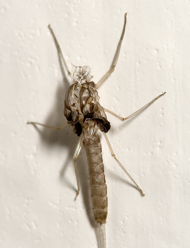 Cloeon cognatum